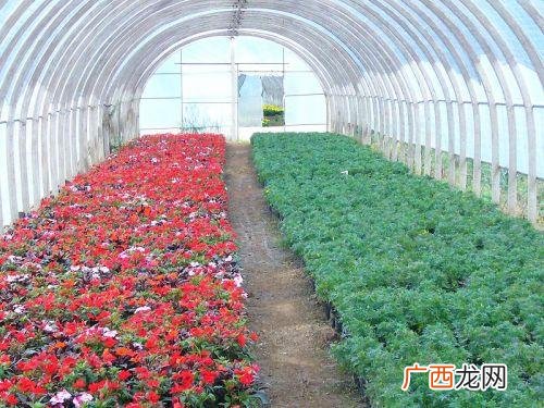 花卉大棚 花卉大棚种什么合适