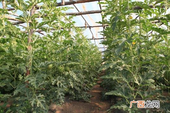 什么叫做合作 花卉植物合作