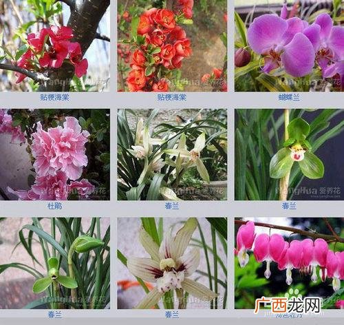 什么叫做合作 花卉植物合作