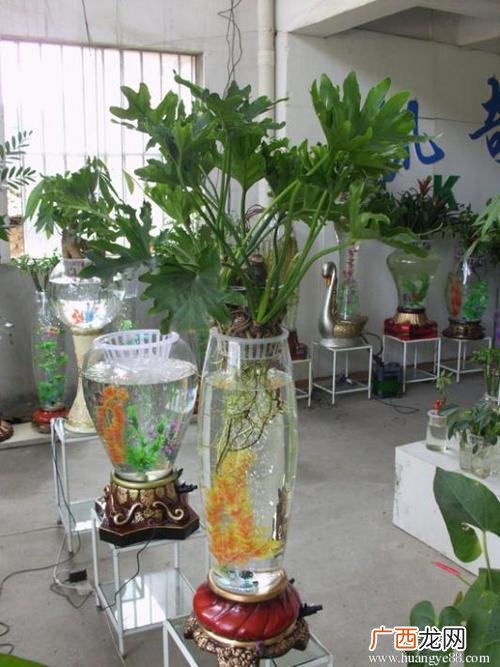 餐饮培训 水培花卉培训市场