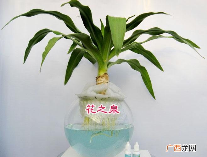 餐饮培训 水培花卉培训市场