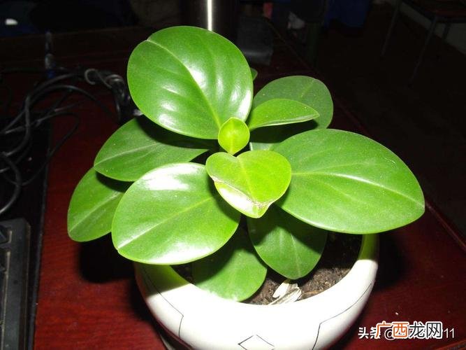 花叶豆瓣绿 室内花卉 豆瓣绿
