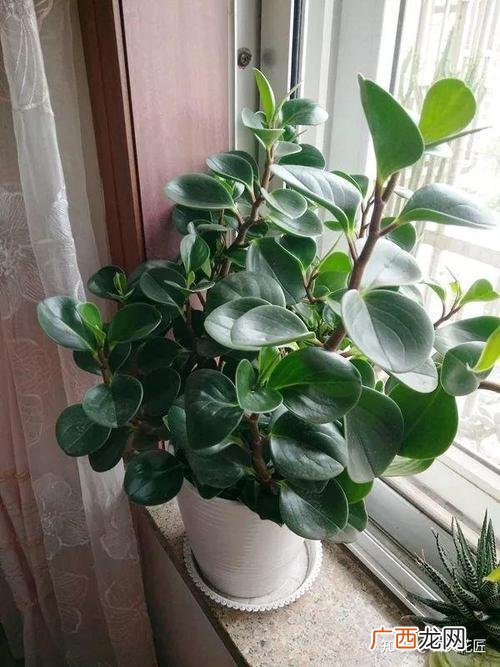 花叶豆瓣绿 室内花卉 豆瓣绿