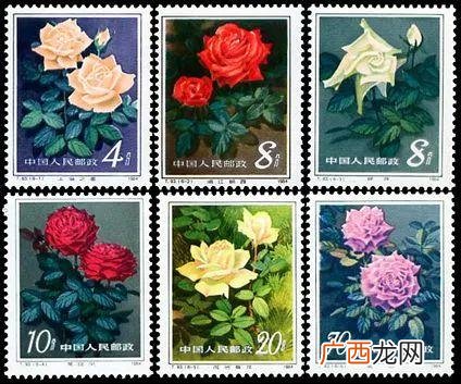变种 重瓣朱槿 all花卉