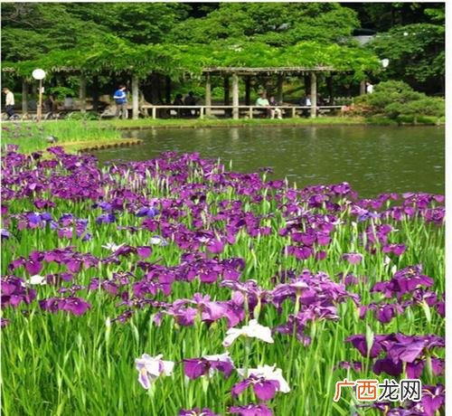 常见的水生花卉 水生花卉种类名称及其拉丁名