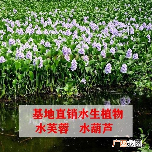 常见的水生花卉 水生花卉种类名称及其拉丁名