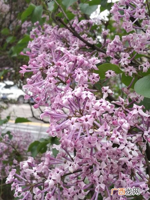 适合家养的138种花卉 常见花卉介绍和图片大全