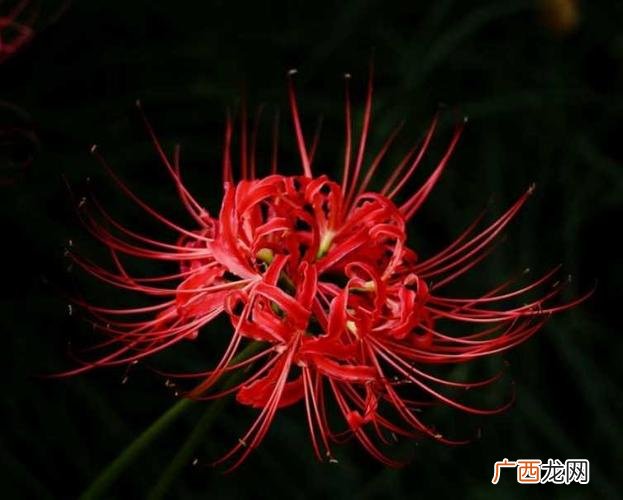 适合家养的138种花卉 常见花卉介绍和图片大全