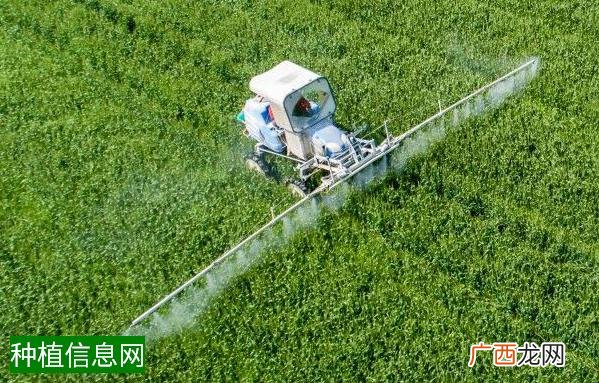 怎样种植花生芽菜