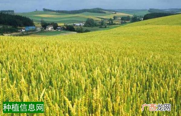 玉米施用叶面肥