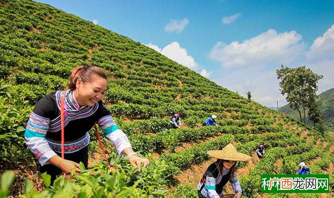 不洒农药也能种好茶