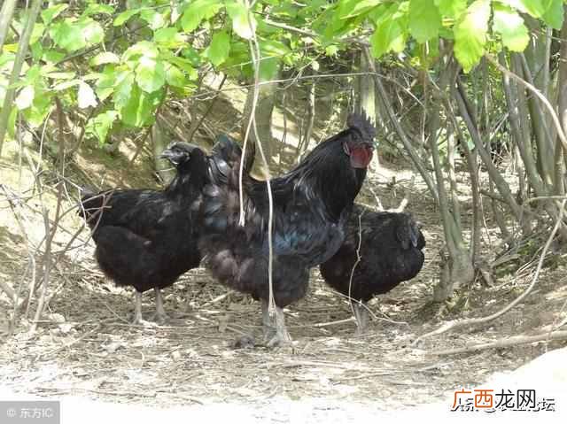 农村养殖业什么最赚钱？想发财试试这几个项目