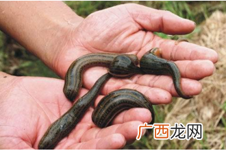 水蛭是什么 水蛭的功效与作用
