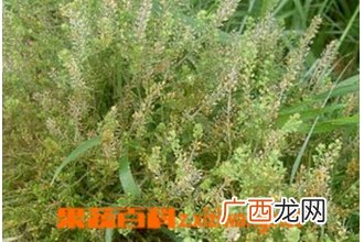 珊瑚草图片 珊瑚草的功效与作用