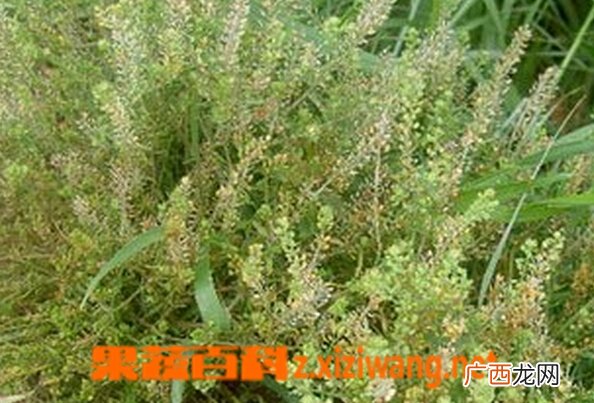 珊瑚草图片 珊瑚草的功效与作用