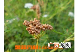蛇床子图片 蛇床子的功效与作用