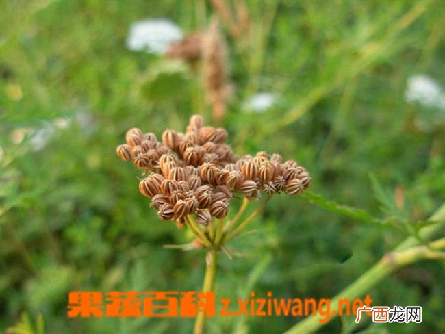 蛇床子图片 蛇床子的功效与作用