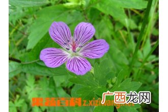 老鹳草图片 老鹳草的功效与作用