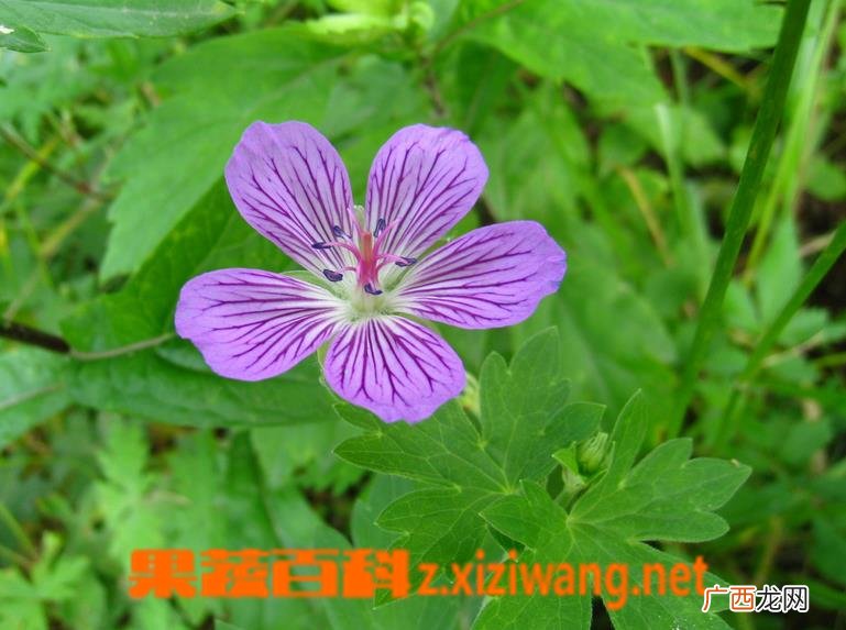 老鹳草图片 老鹳草的功效与作用
