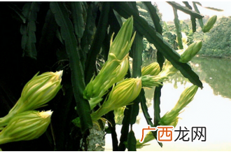 剑花的功效与作用