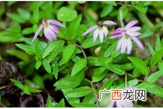 半边莲图片 半边莲的功效与作用