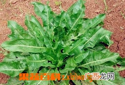 大青叶图片 大青叶的功效与作用