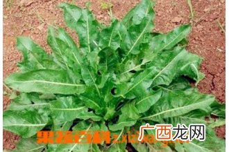 大青叶图片 大青叶的功效与作用