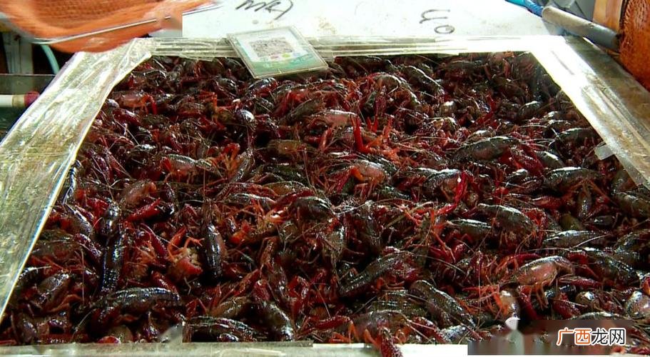 小龙虾苗 江西水产集团小龙虾