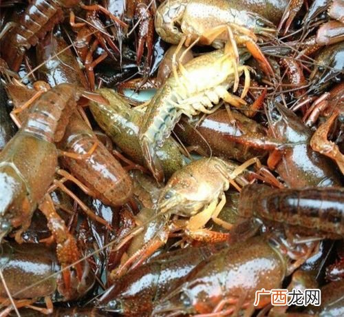 小龙虾苗 江西水产集团小龙虾