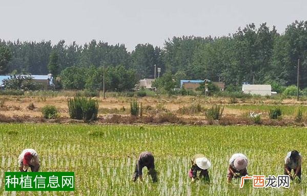 玉米什么时候追肥，玉米追肥用什么肥好