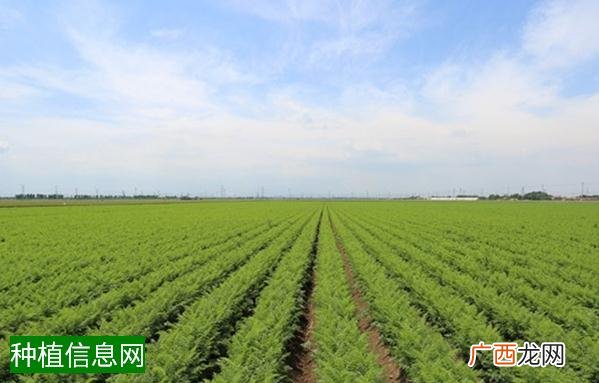春玉米高产稳产育苗栽培要点