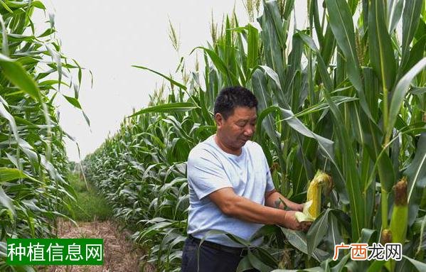 小麦增产的具体实施方案和策略_0