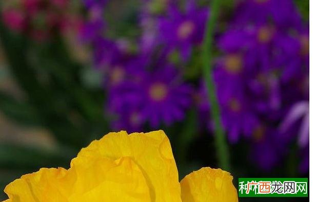 黄毛掌开花吗,黄毛掌可以开花