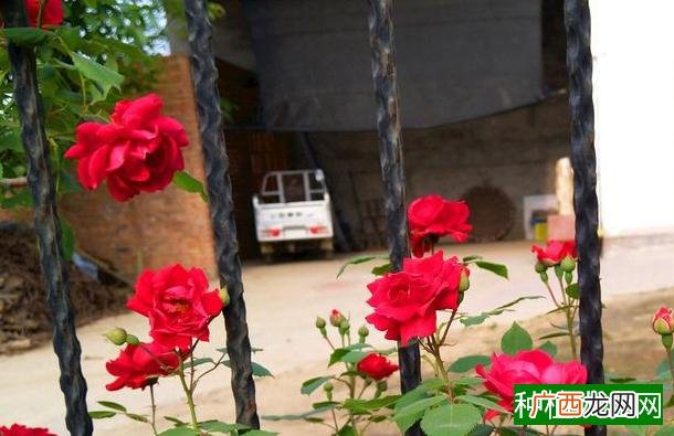 大叶菠菜种植时间和方法,大叶菠菜什么时候种植