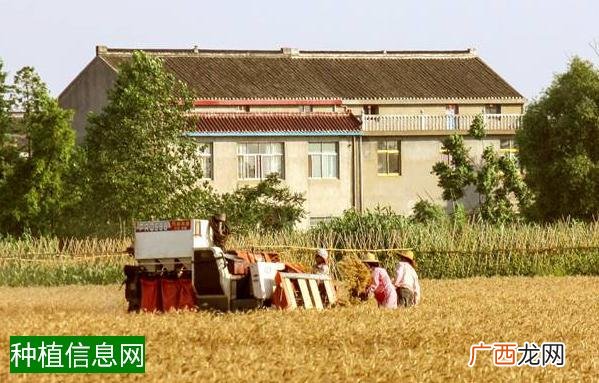 棉花病虫害的科学防治方法