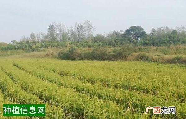 小麦施用种肥的技术要点