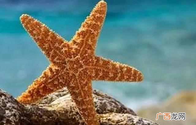 海星怎么吃最好吃？最简单的吃法，好吃又营养