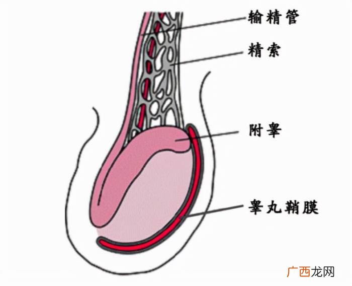 男性朋友请多留意 男性蛋疼是怎么回事啊