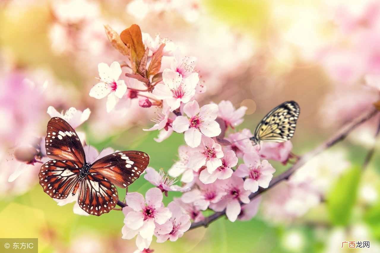 桃花癫？在春季人们很容易患上桃花癫