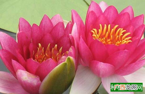 狗尾草的寓意,狗尾草寓意