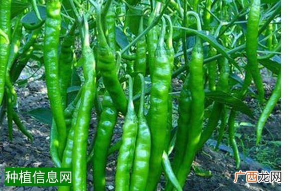 五月种植什么农作物,五月种植哪些农作物