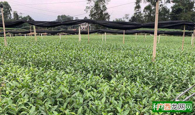 茶叶能治羊病