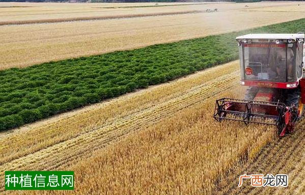 立夏时节小麦蚜虫防治是关键