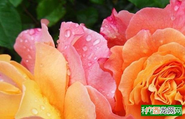 豌豆夏天可以种吗,豌豆夏天能种吗
