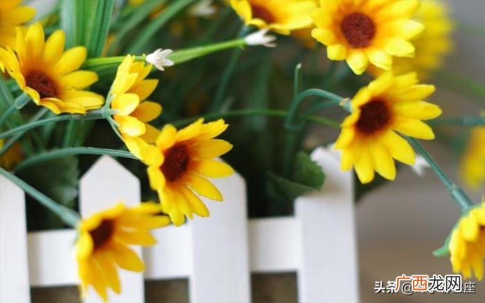 水瓶男注定爱上金牛女，水瓶座也只想和金牛座相守在一起