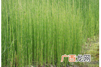 灯心草图片 灯心草的功效与作用