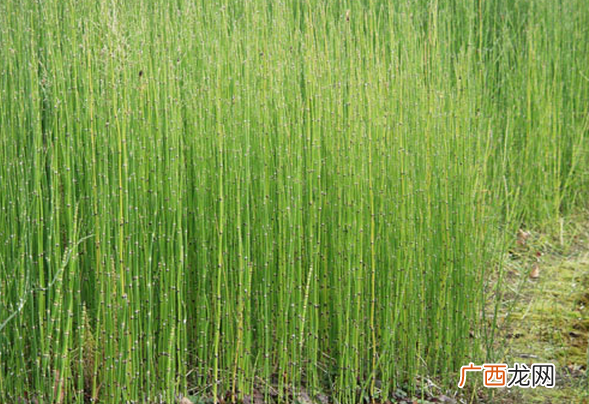 灯心草图片 灯心草的功效与作用