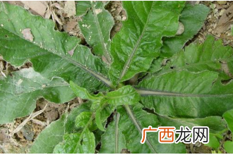 地胆草图片 地胆草的功效与作用