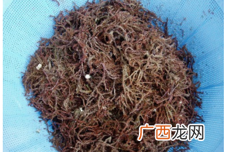 中药海人草的功效与作用