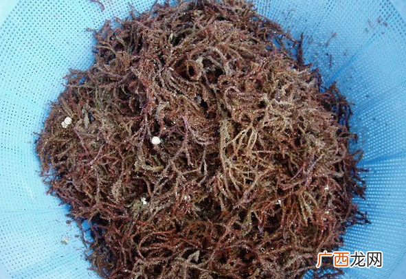 中药海人草的功效与作用